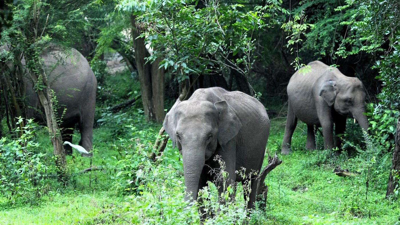 Wasgamuwa National Park